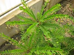 Image result for Phyllanthus muellerianus
