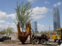 Community: OKC 'Survivor Tree' DNA to live on (4/20/19 ...