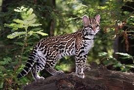 Solitary and nocturnal, these remarkable survivors can devour 3,000. Wild Cat Education And Conservation Fund Meet Our Cats