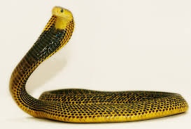 Image result for black cobra with sweet girl