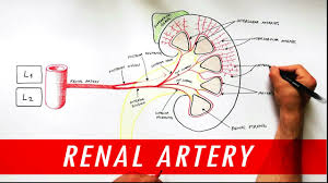 Veins and arteries diagram artery structure function and disease. Anatomy Tutorial Renal Artery Branches Youtube