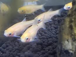 Social and active community fish; Rosy Red Minnow Weird Flesh Bump Aquariums