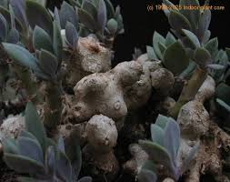 Image result for Kleinia abyssinica