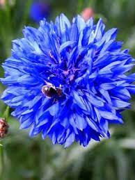 Pin On Flowers