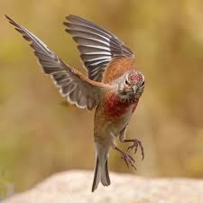 Image result for Lijndenia sp. cf barteri