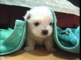 Dog puppy cute pet animal portrait canine mammal adorable domestic dog. Cute Little Baby Dog Song Youtube