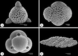 Image result for Psydrax subcordata