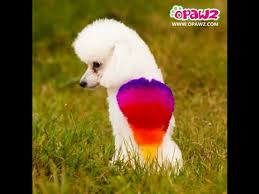 Try not to let the water stain with other 3: How To Use Opawz Pet Hair Dye To Create Rainbow Dog Youtube
