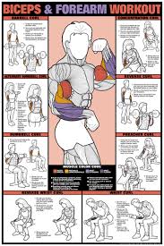 biceps forearm workout fitness chart co ed fitness