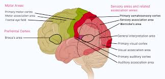 Human Brain Functions Functioning Of Human Brain With Diagram