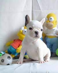 French Bulldog Puppies For Sale On Craigslist Archives Doberman Pinscher Puppies For Sale Adoptapet Com Father Attempt Pet Fox Puppies Funny Puppies For Sale