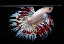 Pin On Beautiful Betta Fish