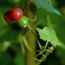 Image result for Cucumis maderaspatanus