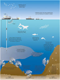 Manganese nodules (also referred to as polymetallic nodules) are spherical precipitates of manganese, iron oxides and other metals (e.g., copper, cobalt, and zinc) that form around a core material, such as a shell fragment or shark's tooth. Frontiers An Overview Of Seabed Mining Including The Current State Of Development Environmental Impacts And Knowledge Gaps Marine Science
