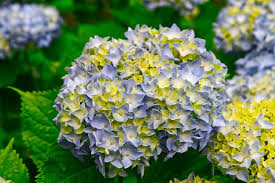 Visualizza altre idee su fiori, ortensie, dipingere fiori. Far Fiorire Le Ortensie Tecniche Colturali E Indicazioni Utili