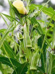 Many of which will only grow their best in the warmer months. Top Veggies To Grow In The Heat Hgtv