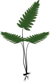 Image result for Adiantaceae