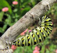 Check spelling or type a new query. Raise Black Swallowtail Butterflies Indoors
