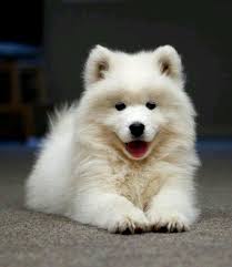 Coolpetz Social Pet Network Www Coolpetz Com Coolpetz Samoyed Animals Cute Cats And Dogs Pet Samoyed Do Goruntuler Ile Yavru Kopek Samoyed Sevimli Kopek Yavrulari