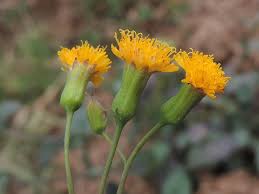 Image result for Emilia abyssinica