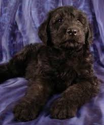 We have one multi generation goldendoodle puppy left from a litter of eleven. 900 Miniature Schnauzer Ideas In 2021 Miniature Schnauzer Schnauzer Dogs