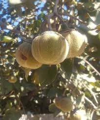 Image result for Thespesia garckeana