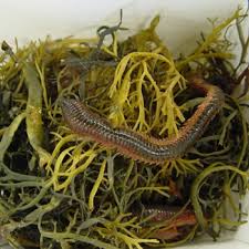 Image result for Polychaeta spp.