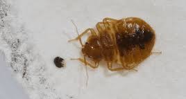 Get directions, reviews and information for action pest control in indianapolis, in. Local Evansville In Pest Control Action Pest Control