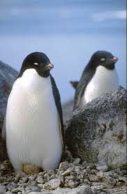 Penguins are a group of aquatic flightless birds. Evolution In The Antarctic Magazine Issue 17 2009 Australian Antarctic Program