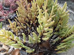 Image result for Halosarcia