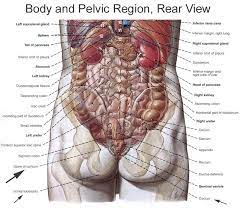 In the following article, we take a look at the important internal organs of the human body and their functions in the bigger biological system. Tooloop Com Human Body Organs Human Organ Diagram Human Body Science
