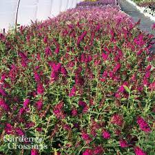 The Butterfly Bushes Are Flowering In Our Greenhouse Right Now And It Smells Amazing In 2020 Flowering Shrubs Plants Online Shrubs