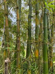 Image result for Bambusa vulgaris