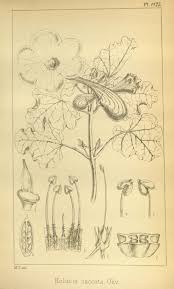 Image result for Holubia