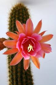 Ariocarpus fissuratus lloydii observed by lexgarcia1 on april 28, 2018 · inaturalist. Kakteen Haage Hildewintera Humkes Lilo Fee Online Kaufen