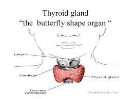 Überprüfen sie die übersetzungen von 'thyroid gland' ins deutsch. Thyroid Gland