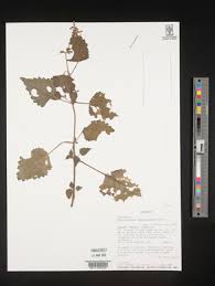 Image result for Equilabium