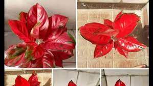 Menurut penuturan heri, pemilik ploris cica menawarkan tunas tanaman hias aglaonema lotus delight melalui pesan whatsapp dengan nomor 081222930626. Waspada Marak Penipu Jual Beli Tanaman Hias Di Medsos