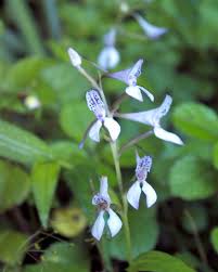 Image result for Brownleea maculata