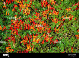 Image result for Lotus berthelotii