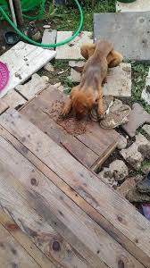 Izmir Hayvan Barinaklari Facebook