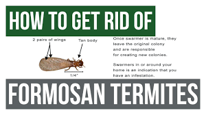 Tampa's best home pest defense. How To Get Rid Of Formosan Termites Guaranteed 4 Easy Steps Youtube