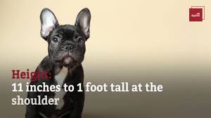 Teespring is the free and easy way to bring your ideas to life. French Bulldog Dog Breed Information Pictures Characteristics Facts Dogtime