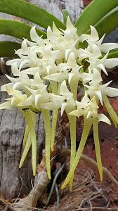 Image result for Cyrtorchis praetermissa