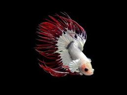 Terimakasih bnyk boss q yg sdah order. Calon Juara Kontes Ikan Cupang Halfmoon Halfmoon Betta Fish Youtube