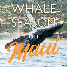 Maui Whale Watching Season | Behavior • Fun Facts • Boats • Views