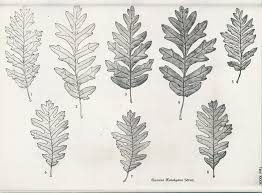 Image result for Kotschya