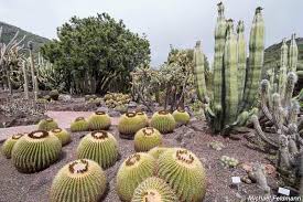 Utnyttja våra hotels.com rewards där du får 1 gratisnatt* när du samlat 10 nätter. Jardin Botanico Canario Viera Y Clavijo