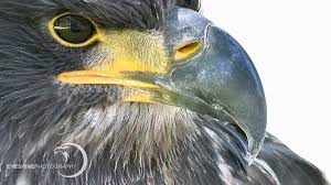 Large Birds With White Heads Up Close Bald Eagle Juvenile I Mostly Have To Use Underexposure Because Of The White Heads Of Bald Eagles But With This First Year Bald Eagle Eagles Eagle