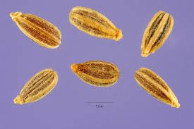 06 نوفمبر 2009 موسوعة النباتات الطبيعية و مستحضراتها الصفحة 2